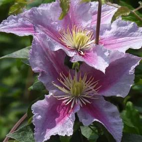 Piilu Clematis Flowers