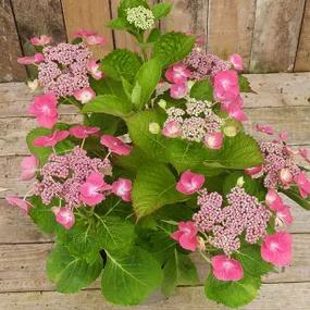 Pink Lace Cap Hydrangea Flowers