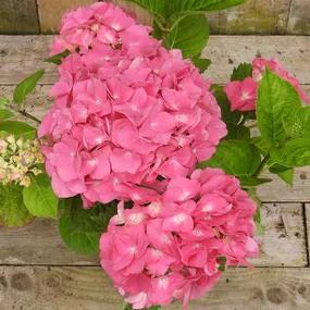 Pink Mop Head Hydrangea Flower