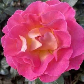 Pink Paradise Rose