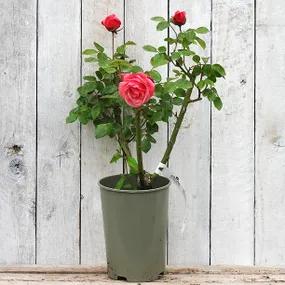 Pink Perpetue Potted Rose in Flower