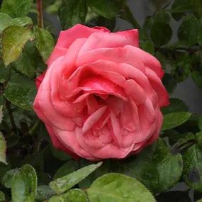 Pink Perpetue Rose in Flower