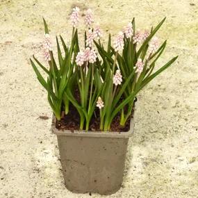 Pink Sunrise Grape Hyacinth Bulbs