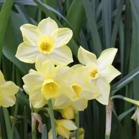 Pipit Daffodil (Narcissus Pipit) Img 5