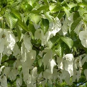 Pocket Handkerchief Tree (Davidia involucrata)