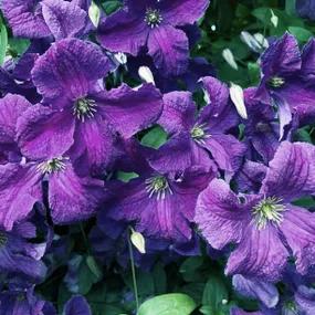 Polish Spirit Clematis