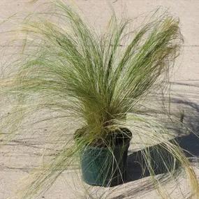 Pony Tails Mexican Feather Grass Plants (Stipa tenuissima Pony Tails)