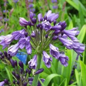 Poppin' Purple African Lily Plants