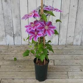 Potted Flowering Clematis Plant - Dr Ruppel
