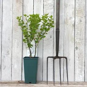Potted Gooseberry Plant - Invicta