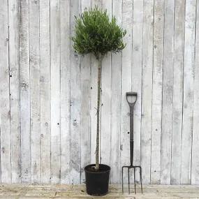 Potted Olive Tree