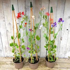 Potted Sweet Pea Collections