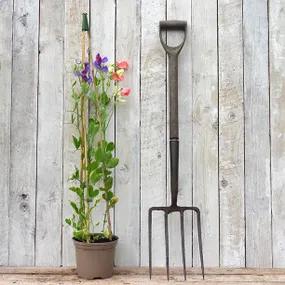 Potted Sweet Pea Collection