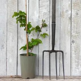 Potted Waldo Blackberry Plants