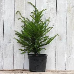 Potted Yew Plant