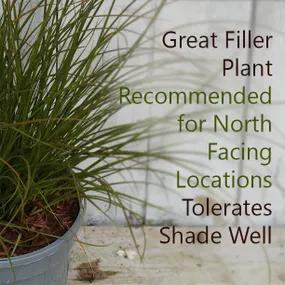 Prairie Fire Sedge Grass - Excellent for Shady Borders