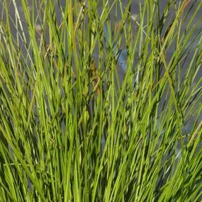 Prairie Fire Sedge Grass (Carex testacea Prairie Fire)