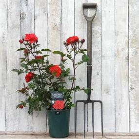Potted Precious Love Rose in Flower