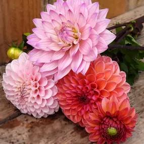 Pretty Pinks Dahlia Collection