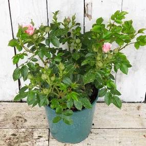 Pretty Polly Potted Rose Bush