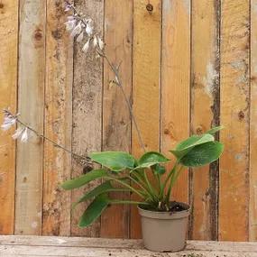 Prince of Wales 2 Litre Potted Hosta Plant