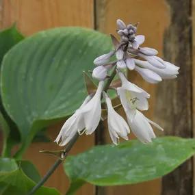 Prince of Wales Hosta Flower