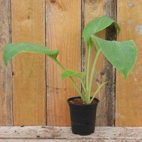 Potted Prince of Wales Hosta 