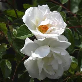 Prosperity Shrub Rose