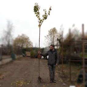 Extra Long Kanzan Cherry Tree