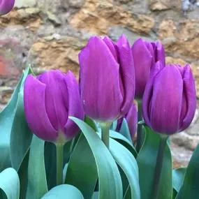 Purple Flag Tulips