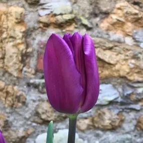 Purple Flag Tulip