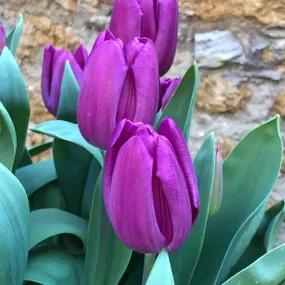 Purple Flag Tulips