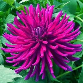 Purple Gem Dahlias