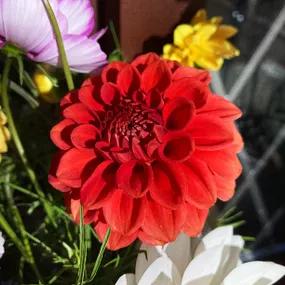 Red Cap Dahlia