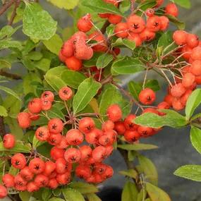 Red Column Pyracantha Berries