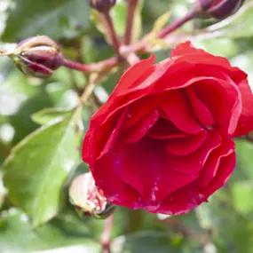 Red Finesse Rose Bushes