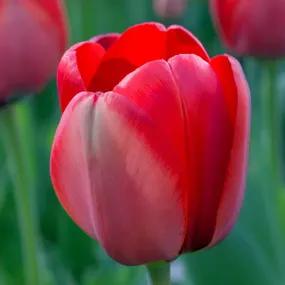 Tulip, Red Impression