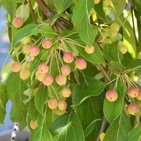 Red Jade Crabapples