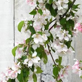 Crab Apple, Weeping Red Jade - Standard