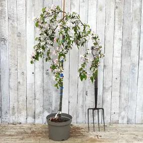 Potted Red Jade Crab Apple Tree in Blossom