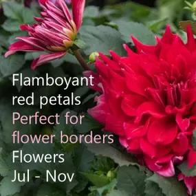 Red Labyrinth Dahlia - Perfect for flower borders