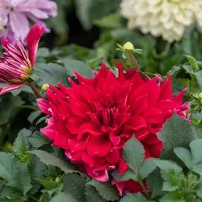 Red Labyrinth Dahlias