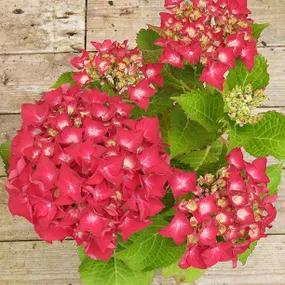 Red Mop Head Hydrangea Flower