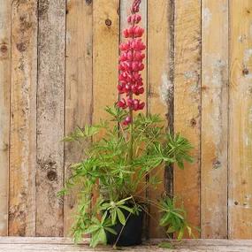 2 litre potted red rum lupin plant