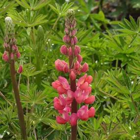Red Rum Lupin Flower