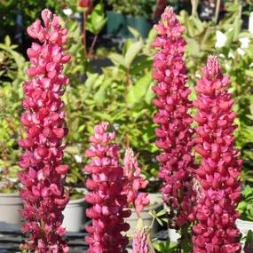 Red Rum Lupin Plants (Lupinus Red Rum West Country Range)