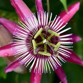 Common Red Passion Flower