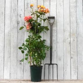 Redova Potted Climbing Rose