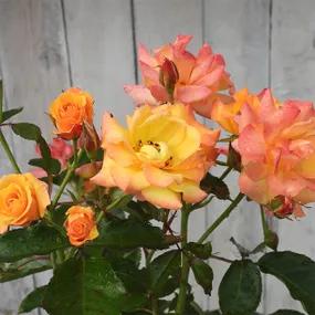 Redova Roses in Bloom