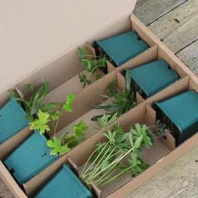 Regal Whites Herbaceous Collection Packaged in Recyclable Box